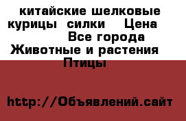 китайские шелковые курицы (силки) › Цена ­ 2 500 - Все города Животные и растения » Птицы   
